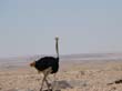 Namib7 - autruches (2)