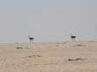 Namib7 - autruches