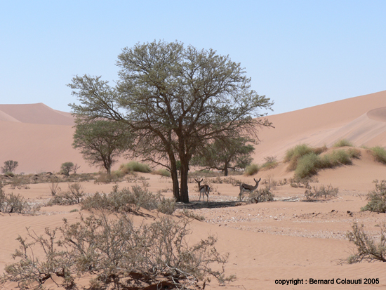 Sossusvlei (12)