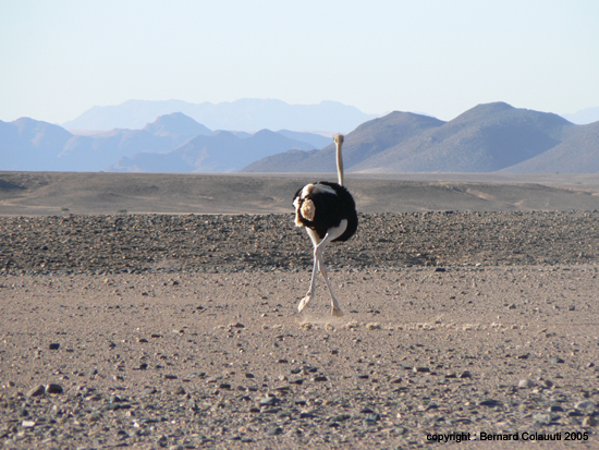 Sossusvlei (123)