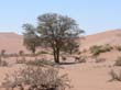 Sossusvlei (12)