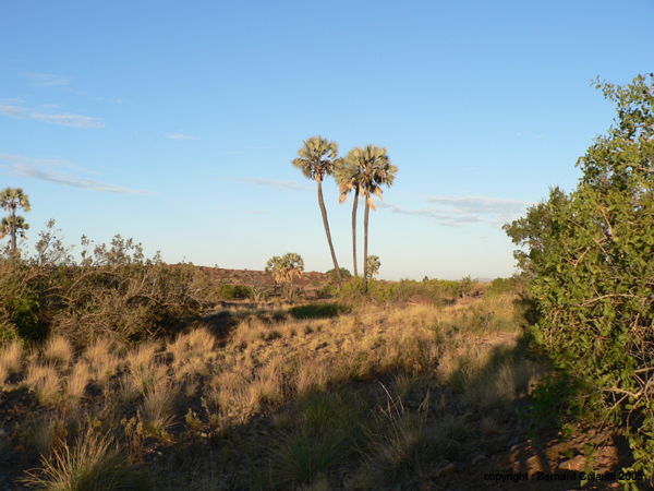 DEPART DE PALMWAG (1)