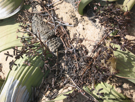 IMG1 (5)