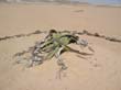 IMG1 (11)