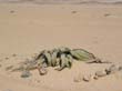 IMG1 (16)