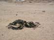 IMG1 (4)