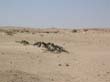 IMG1 (8)